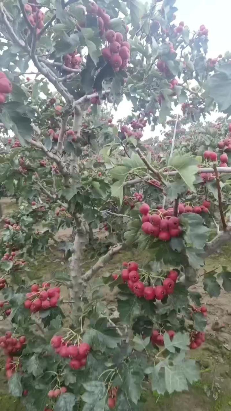 精品五棱山楂