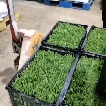 基地豌豆尖大量出货