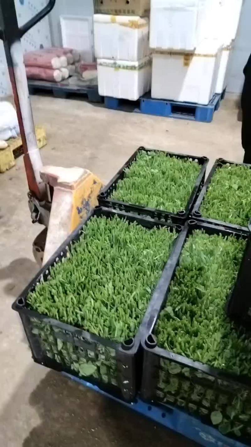 基地豌豆尖大量出货