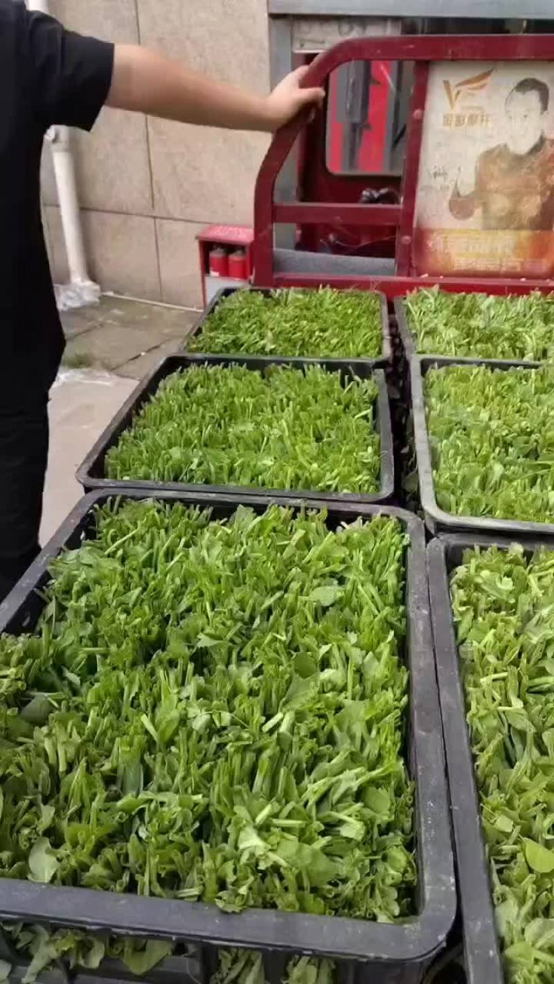 基地豌豆尖大量出货