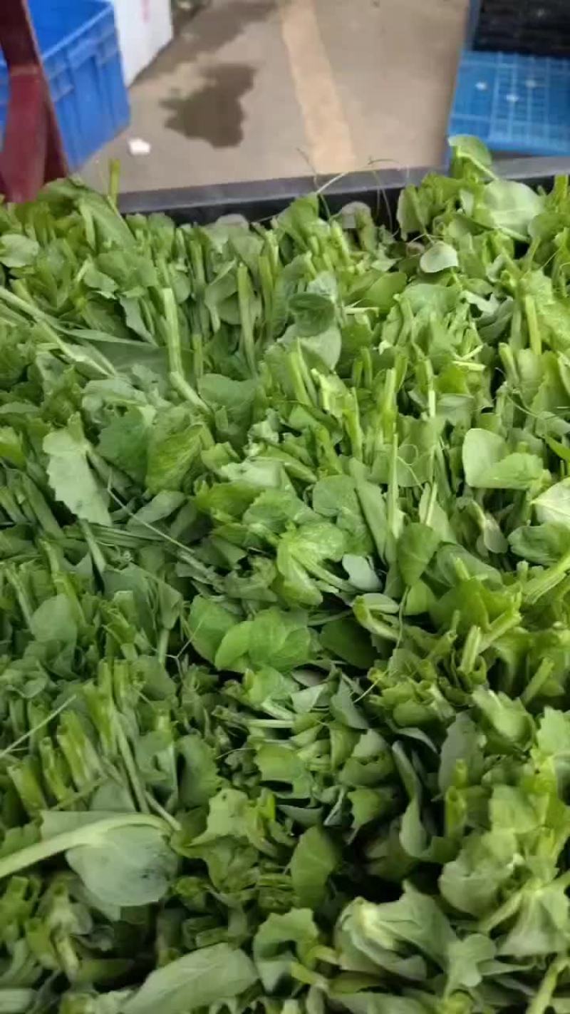 基地豌豆尖大量出货
