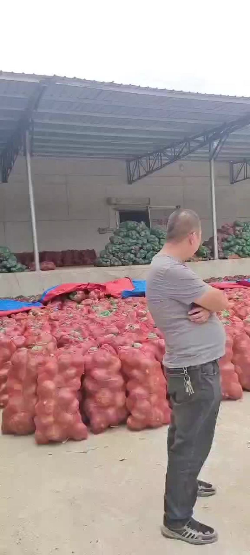 板栗南瓜红金瓜