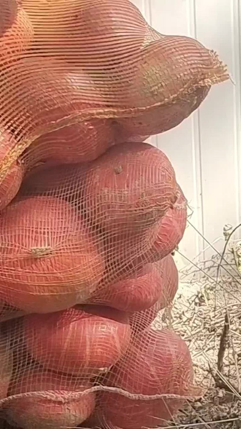 板栗南瓜红金瓜