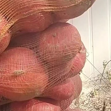 板栗南瓜红金瓜