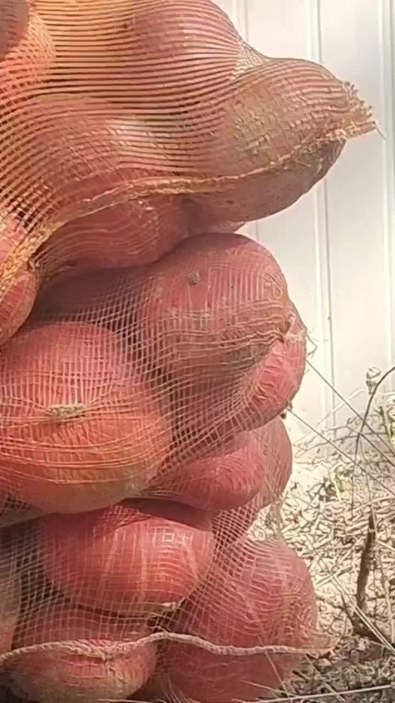 板栗南瓜红金瓜