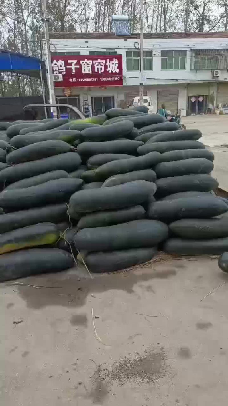 黑皮冬瓜大量上市，有需要的可以联系