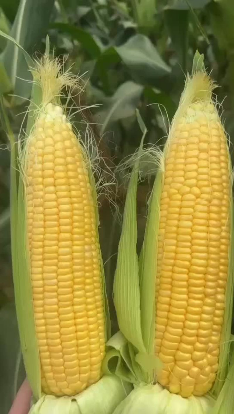 太阳花水果玉米，甜玉米，