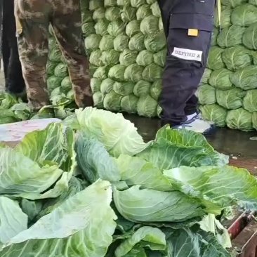 甘蓝大量上市中，有需要的老板联系