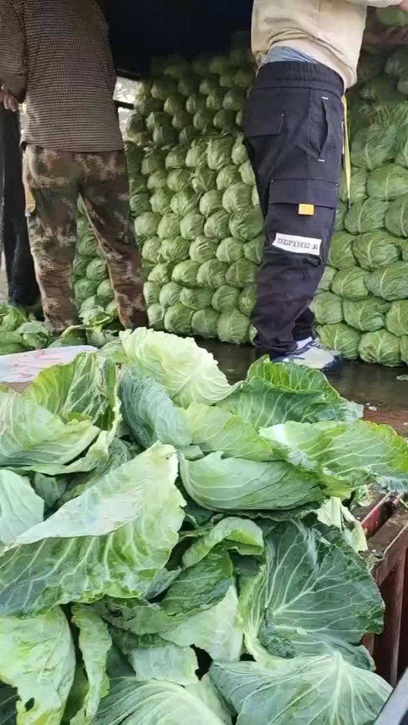 甘蓝大量上市中，有需要的老板联系