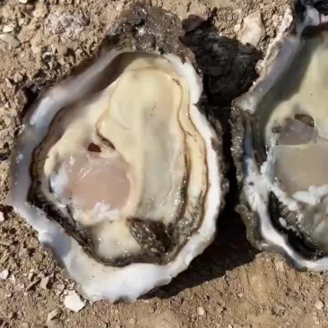 生蚝