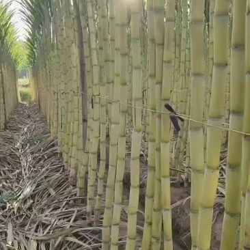 黄皮精品甘蔗一级好货