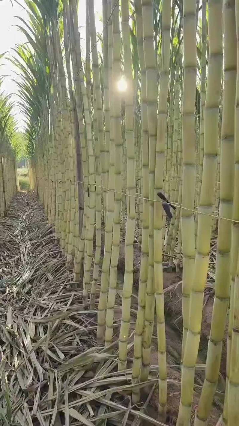 黄皮精品甘蔗一级好货