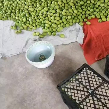 优质青枣供应代收，代发