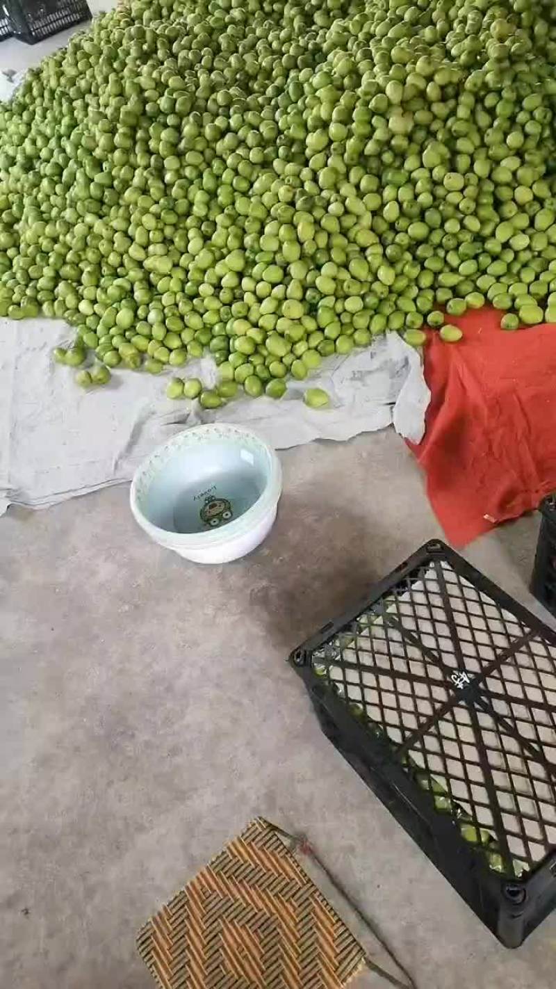 优质青枣供应代收，代发