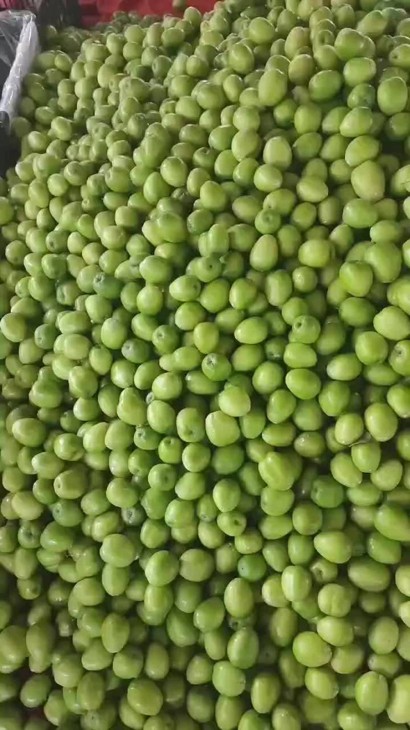 优质青枣供应代收，代发