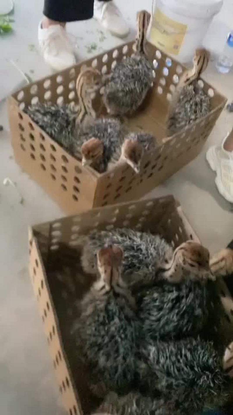 非洲鸵鸟苗，鸵鸟苗价格