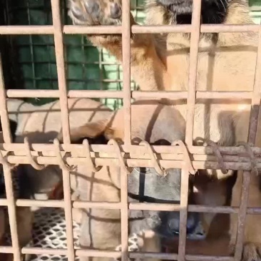 出售四十天六只马犬