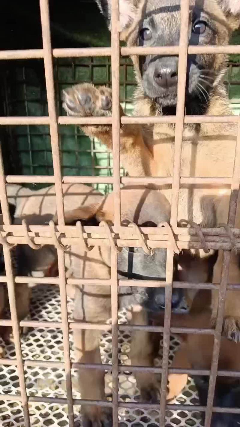 出售四十天六只马犬
