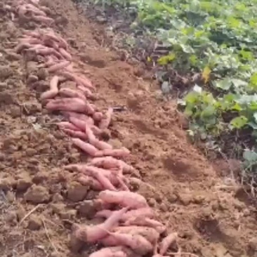 回健丰甜薯