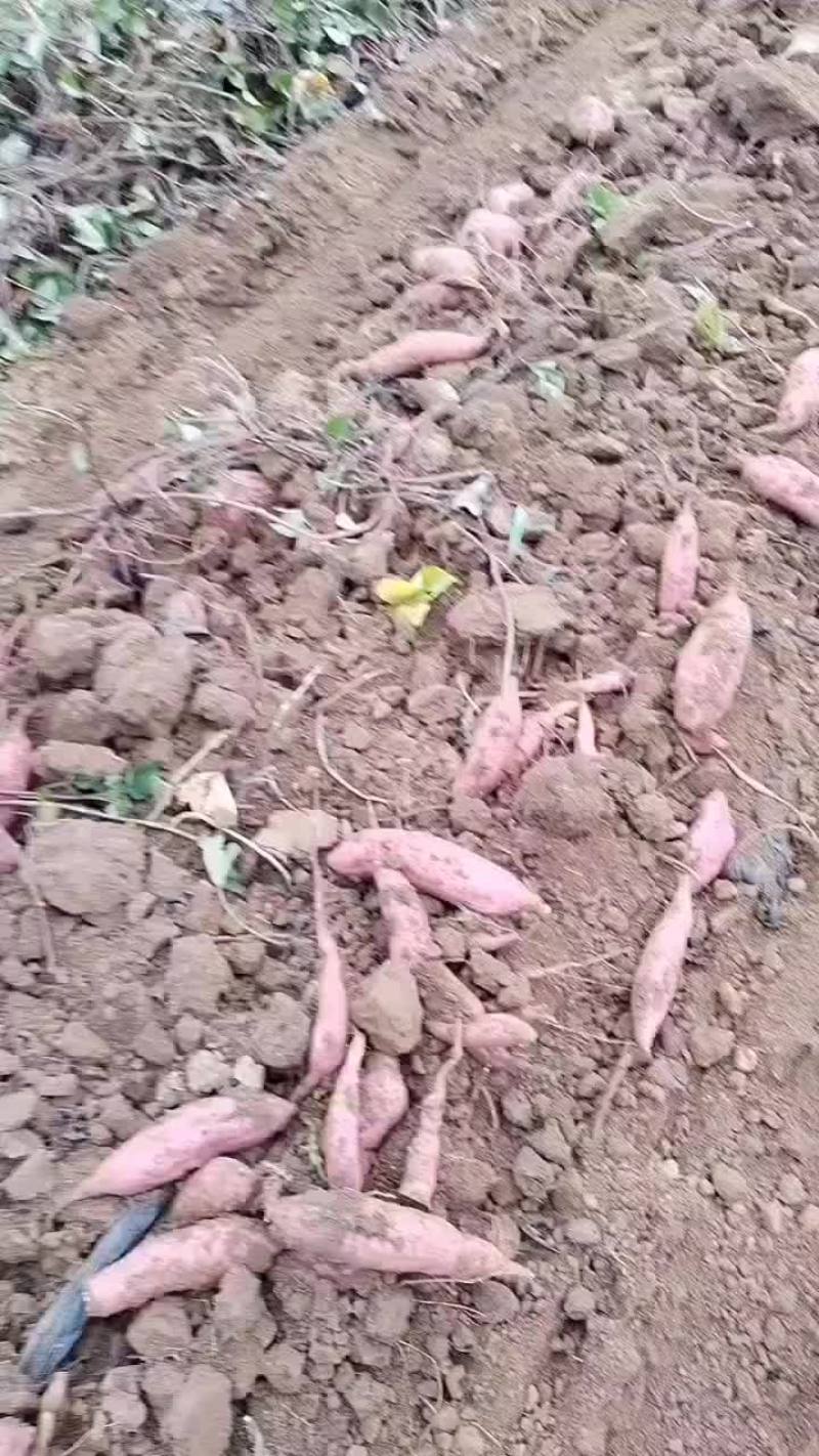 回健丰甜薯