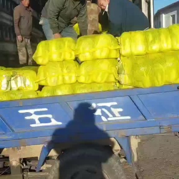 娃娃菜5~7两以上