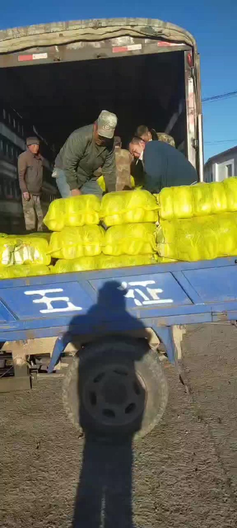 娃娃菜5~7两以上