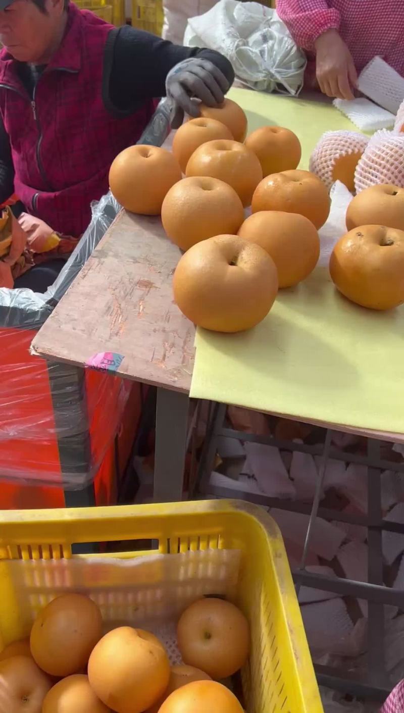 秋月梨出库。需要的老板联系