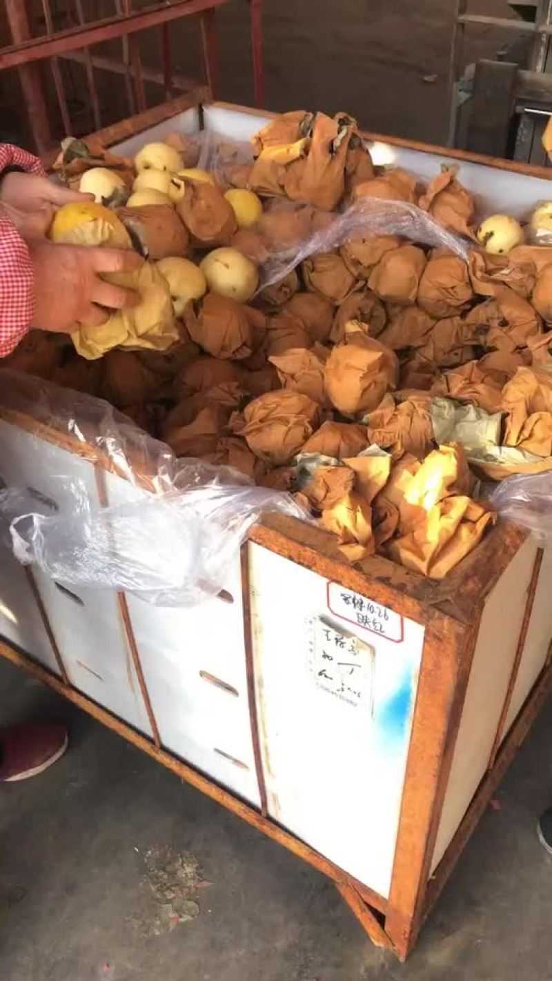 秋月梨出库。需要的老板联系