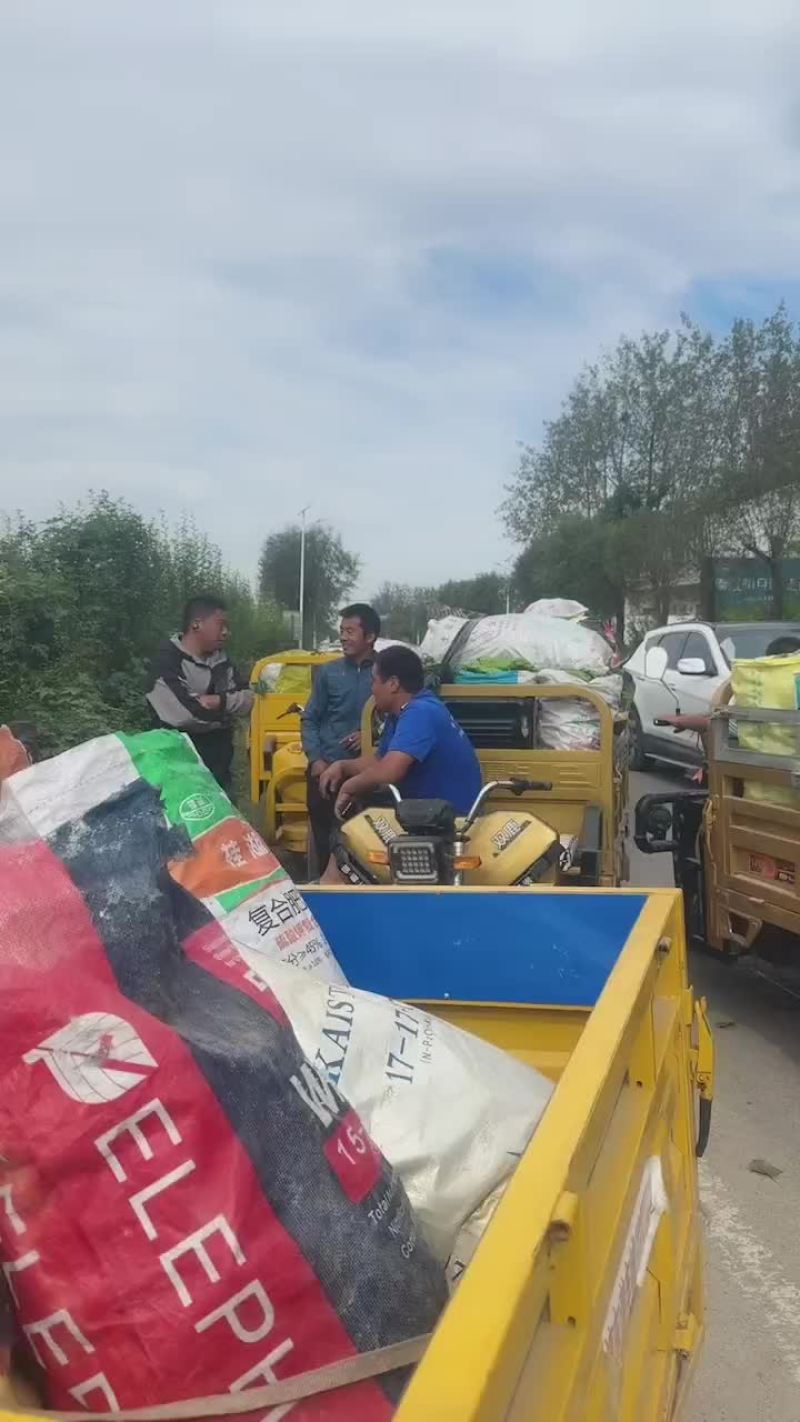 河南夏邑辣椒产地301泡椒，线椒，芜湖椒，龙椒