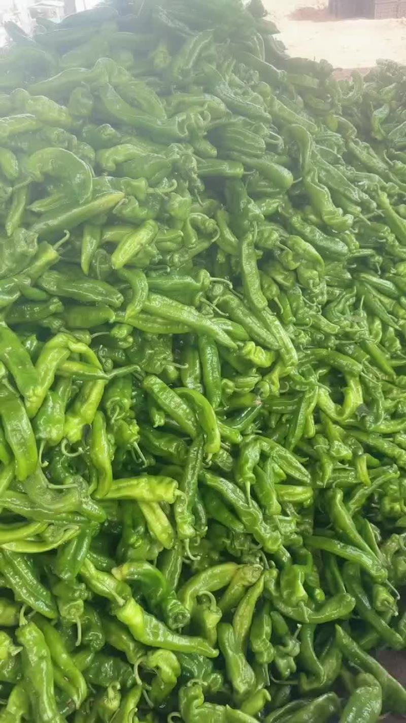 河南夏邑辣椒产地301泡椒，线椒，芜湖椒，龙椒