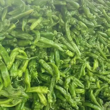 河南夏邑辣椒产地301泡椒，线椒，芜湖椒，龙椒