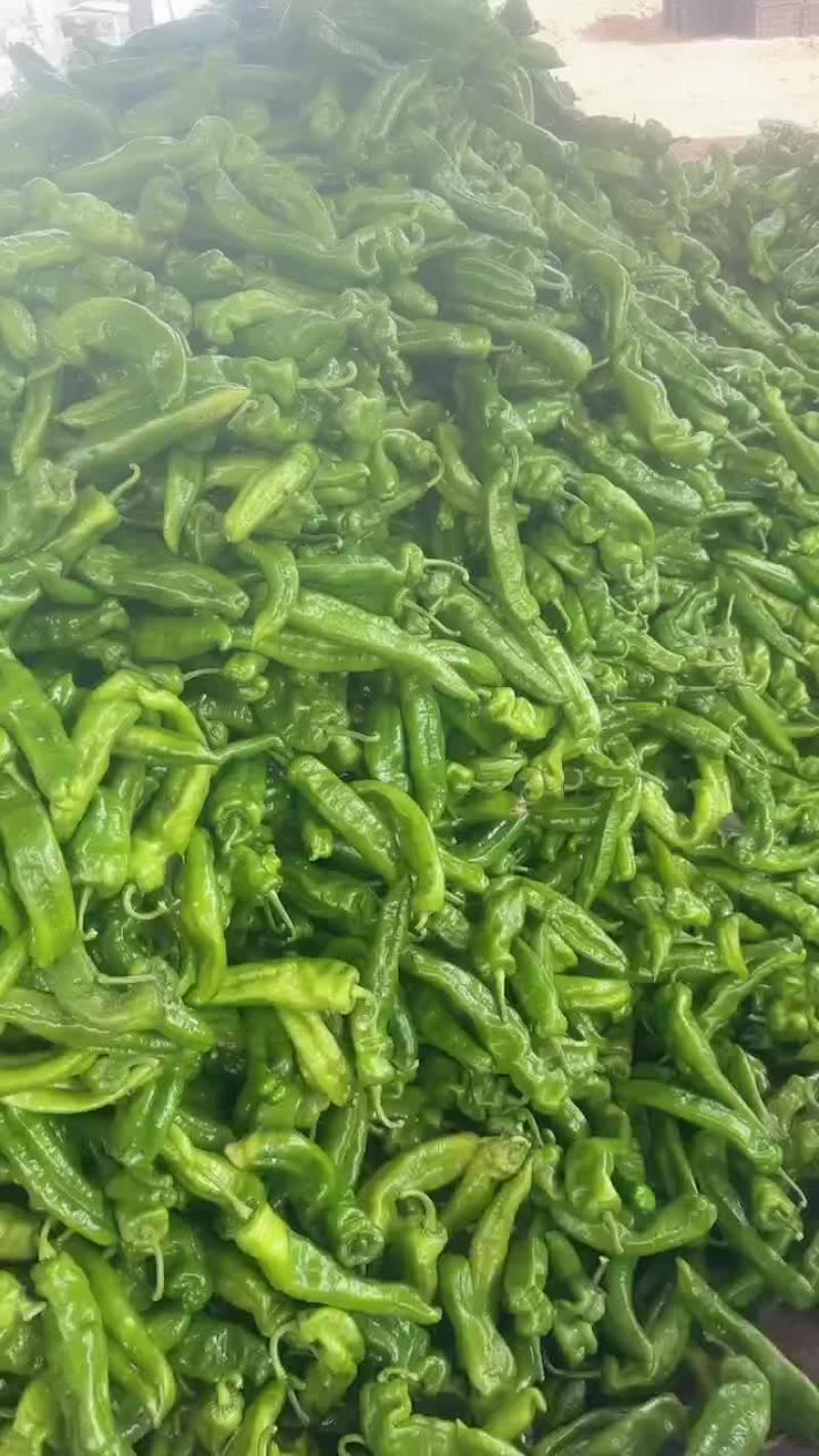 河南夏邑辣椒产地301泡椒，线椒，芜湖椒，龙椒