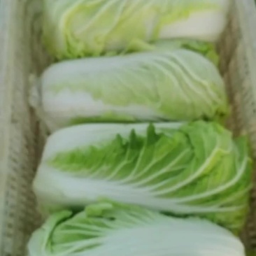 坊子黄旗堡义和秋白菜精品大白菜大量上市，