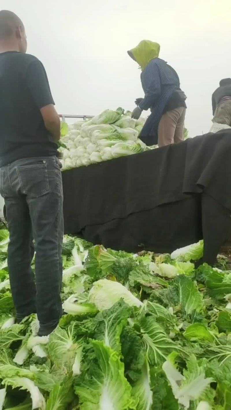 坊子黄旗堡义和秋白菜精品大白菜大量上市，