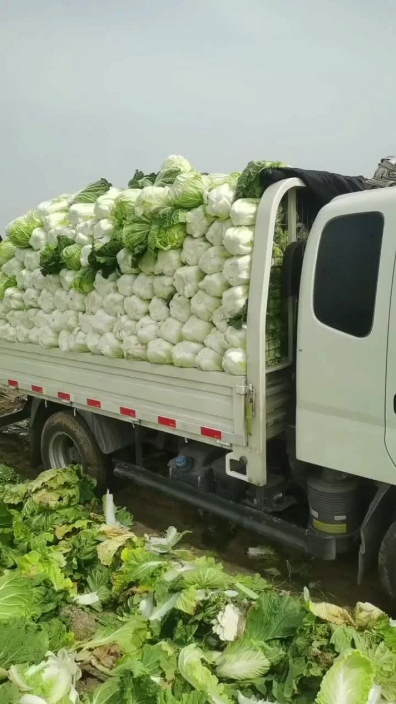 坊子黄旗堡义和秋白菜精品大白菜大量上市，