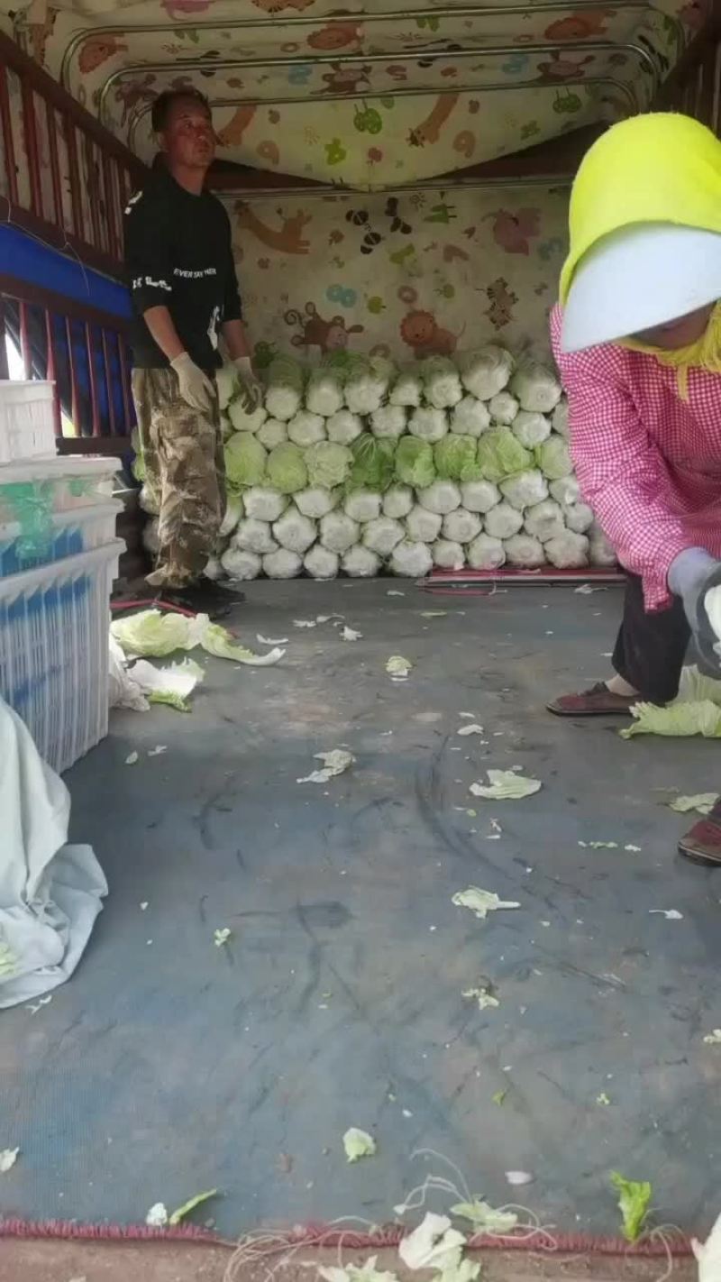 坊子黄旗堡义和秋白菜精品大白菜大量上市，