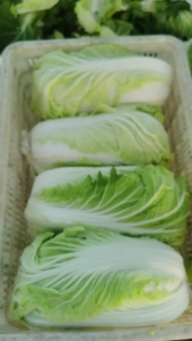 坊子黄旗堡义和秋白菜精品大白菜大量上市，
