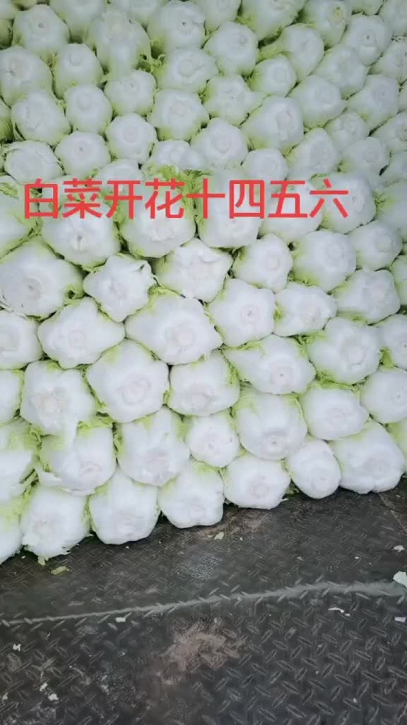 坊子黄旗堡义和秋白菜精品大白菜大量上市，