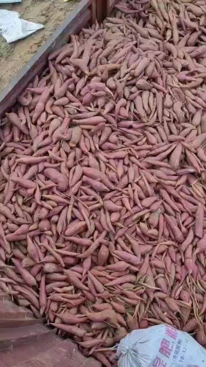 河南中牟西瓜红红薯