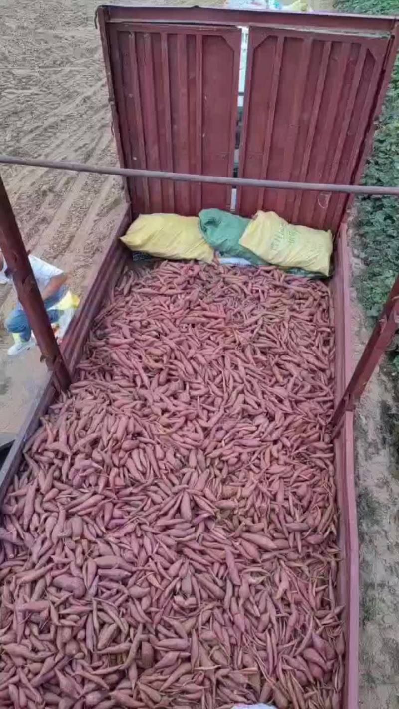 河南中牟西瓜红红薯