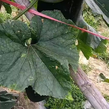 黑皮冬瓜