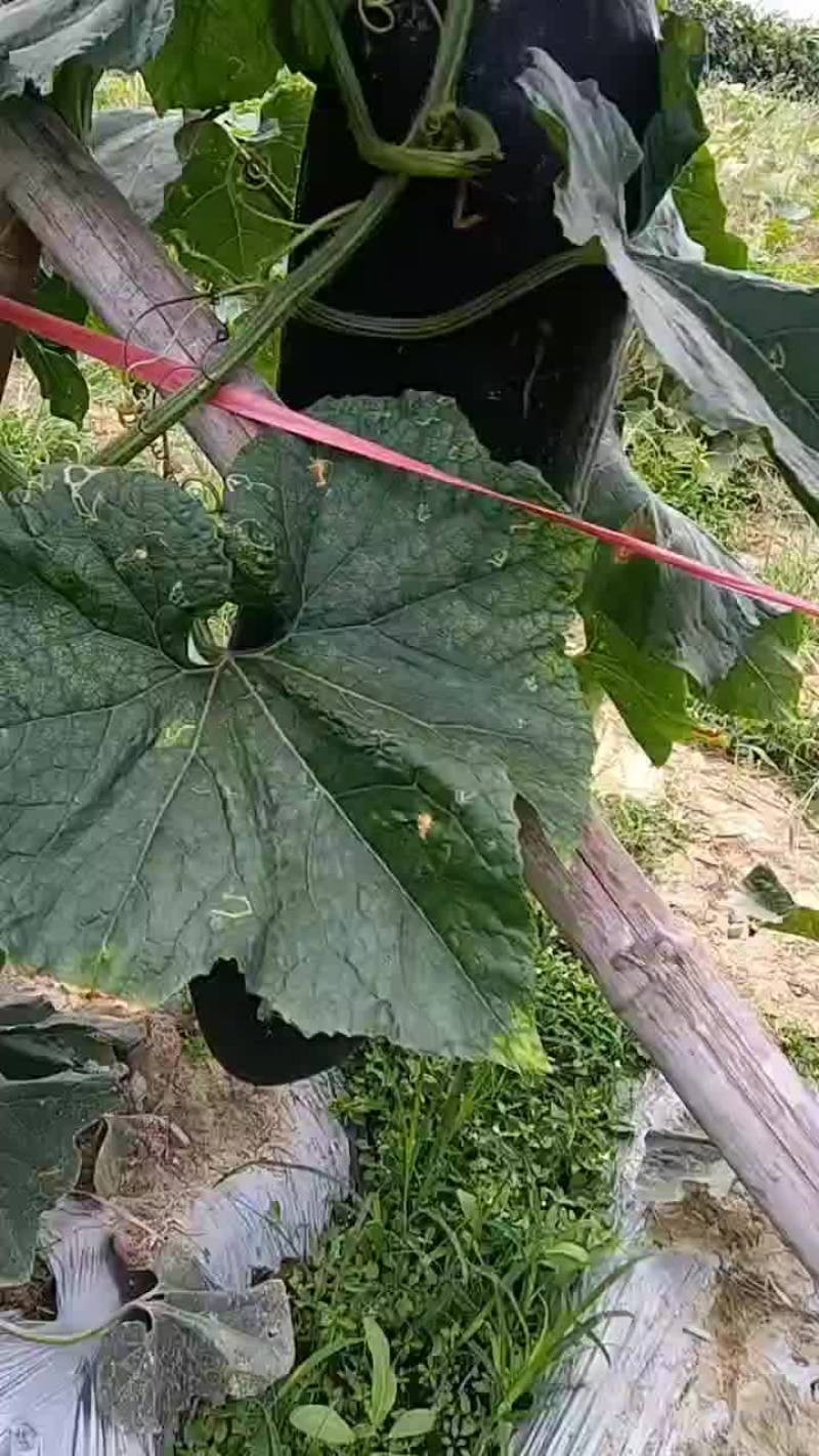 黑皮冬瓜