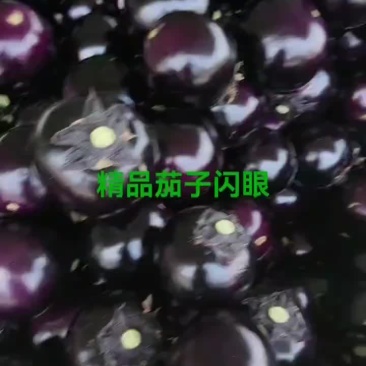 电商紫光圆茄