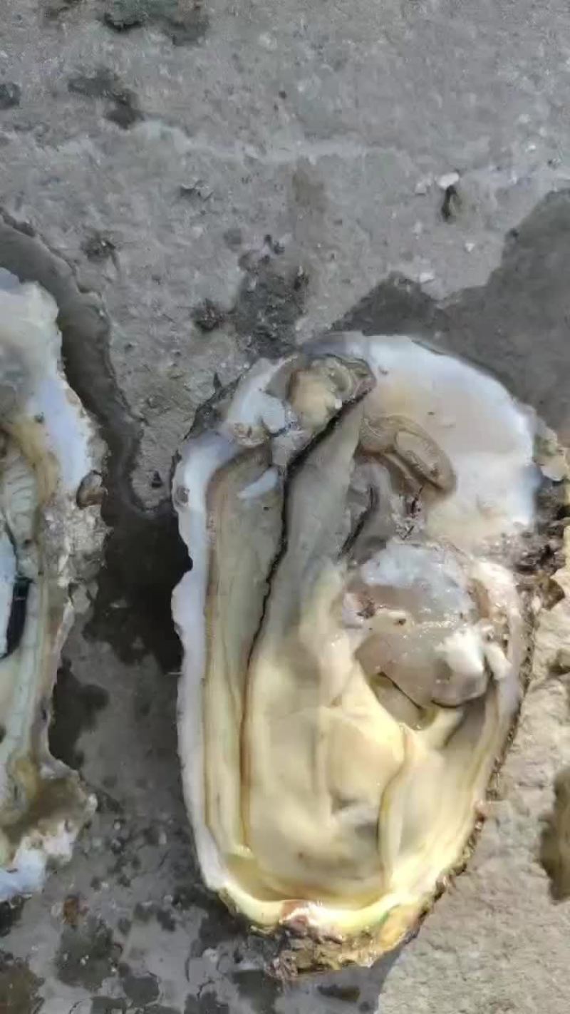 生蚝