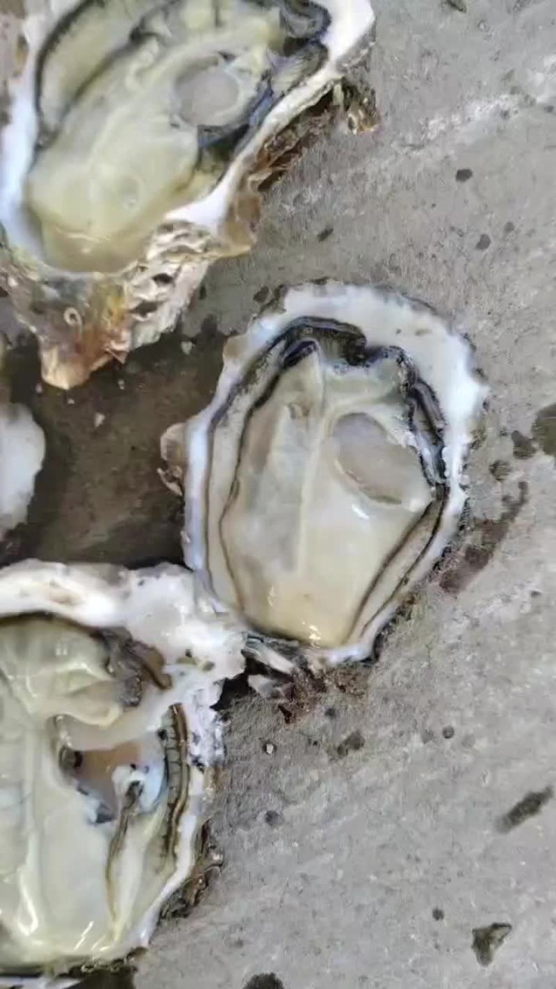 生蚝