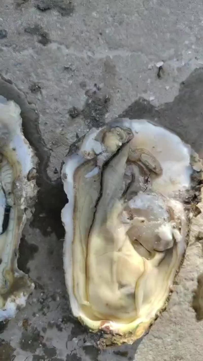 生蚝