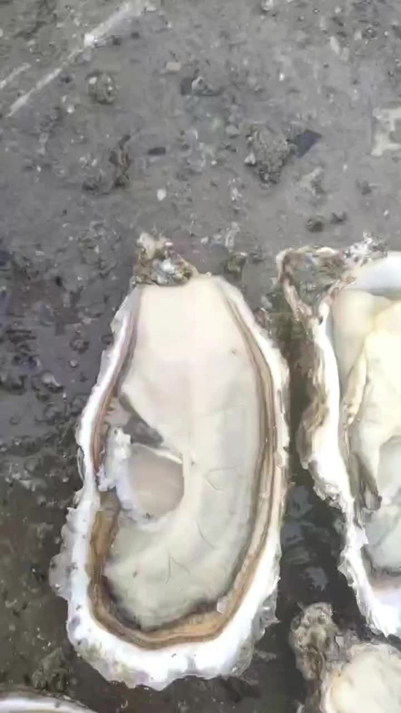 生蚝