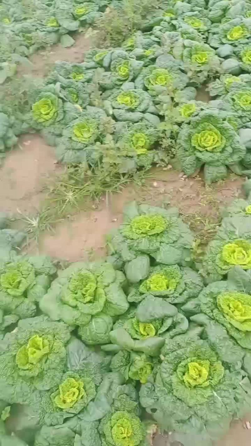 抓紧时间下单