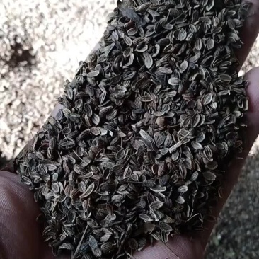 防风药材籽