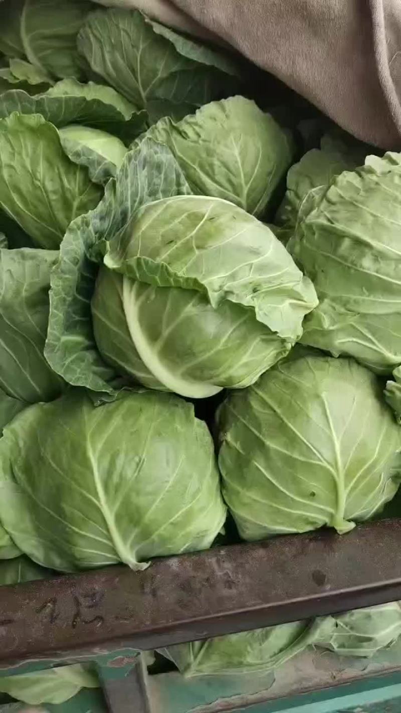 精品甘蓝